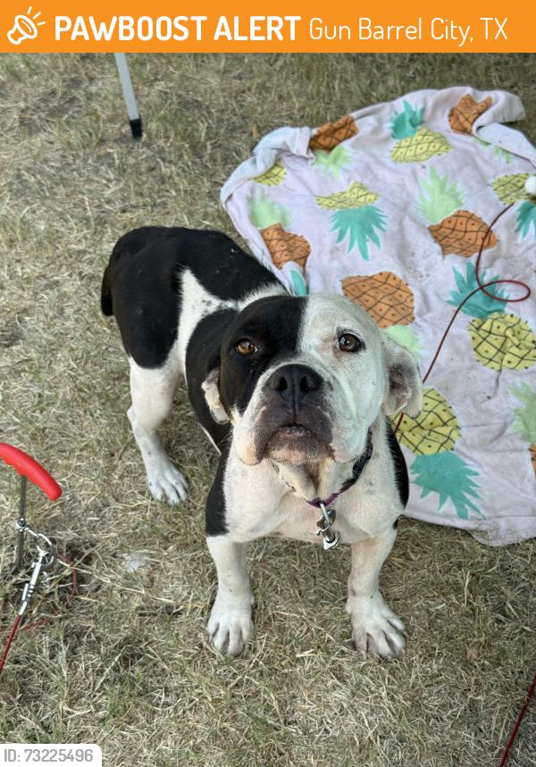 Found/Stray Female Dog last seen Gun barrel city, Gun Barrel City, TX 75147