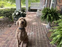 Reunited Male Dog last seen Old boones creek road- Providence academy, Washington County, TN 37659