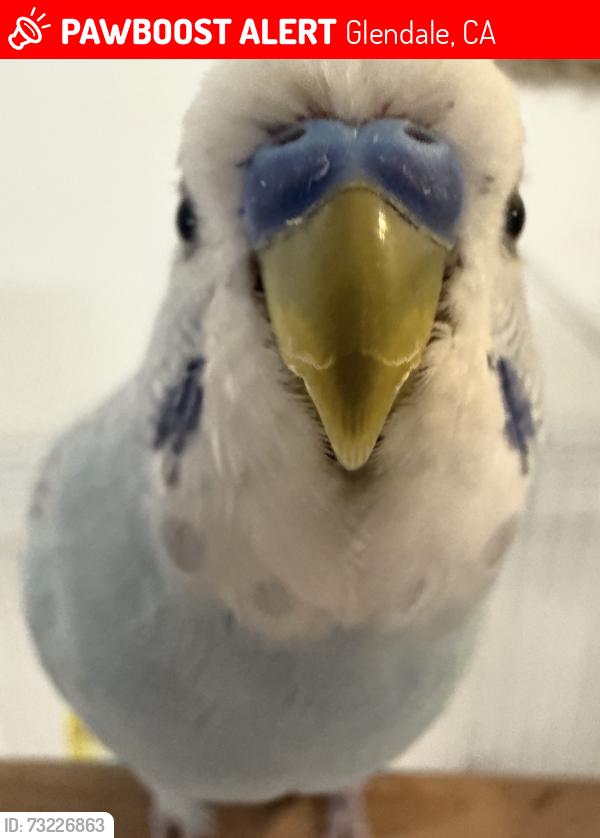Lost Unknown Bird last seen N Kenwood St, N Maryland Avenue, Glendale, CA 91206