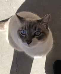 Reunited Male Cat last seen 88th and Rutgers in Shaw Heights, Westminster, CO 80031