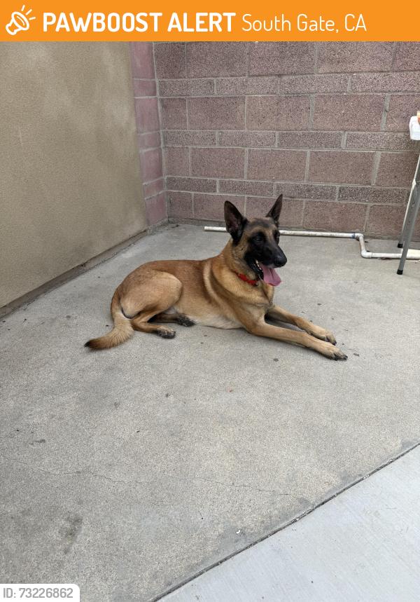 Found/Stray Male Dog last seen Hildreth Ave/Tweedy Blvd, South Gate, CA 90280