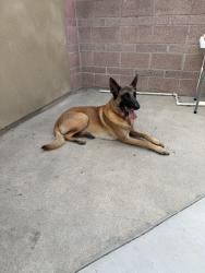 Found/Stray Male Dog last seen Hildreth Ave/Tweedy Blvd, South Gate, CA 90280
