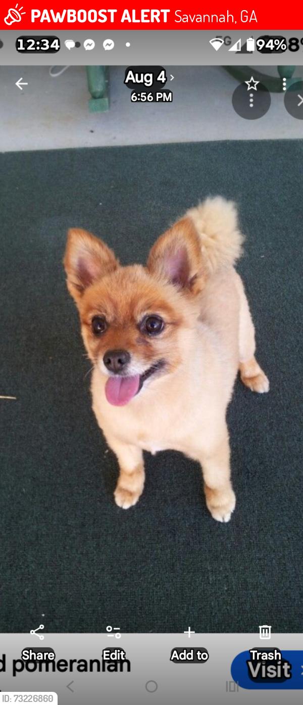 Lost Female Dog last seen Nelson ave. Rommel Ave. Varnadoe, Savannah, GA 31408