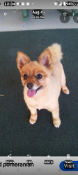 Lost Female Dog last seen Nelson ave. Rommel Ave. Varnadoe, Savannah, GA 31408