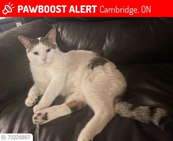 Lost Male Cat last seen Fairlake Drive, Cambridge, ON 