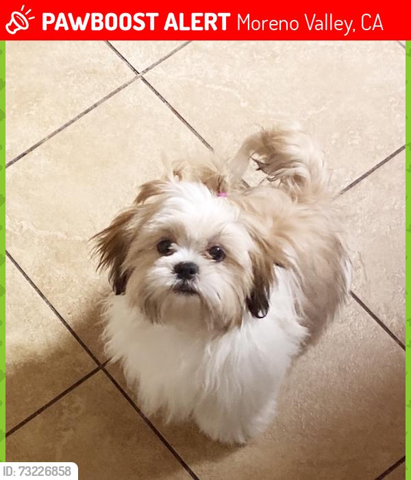 Lost Female Dog last seen Iris and Oliver, Moreno Valley, CA 92555