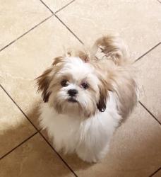 Lost Female Dog last seen Iris and Oliver, Moreno Valley, CA 92555