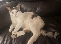 Lost Male Cat last seen Fairlake Drive, Cambridge, ON 