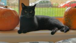 Lost Female Cat last seen Portugal road, Surrey, England 