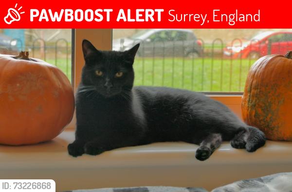 Lost Female Cat last seen Portugal road, Surrey, England 