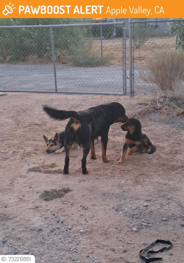 Found/Stray Male Dog last seen Wren/jamul, Apple Valley, CA 92308