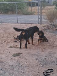 Found/Stray Male Dog last seen Wren/jamul, Apple Valley, CA 92308
