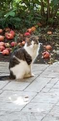 Found/Stray Unknown Cat last seen Greenwood St. and Scenic Dr., Eugene, OR 97404