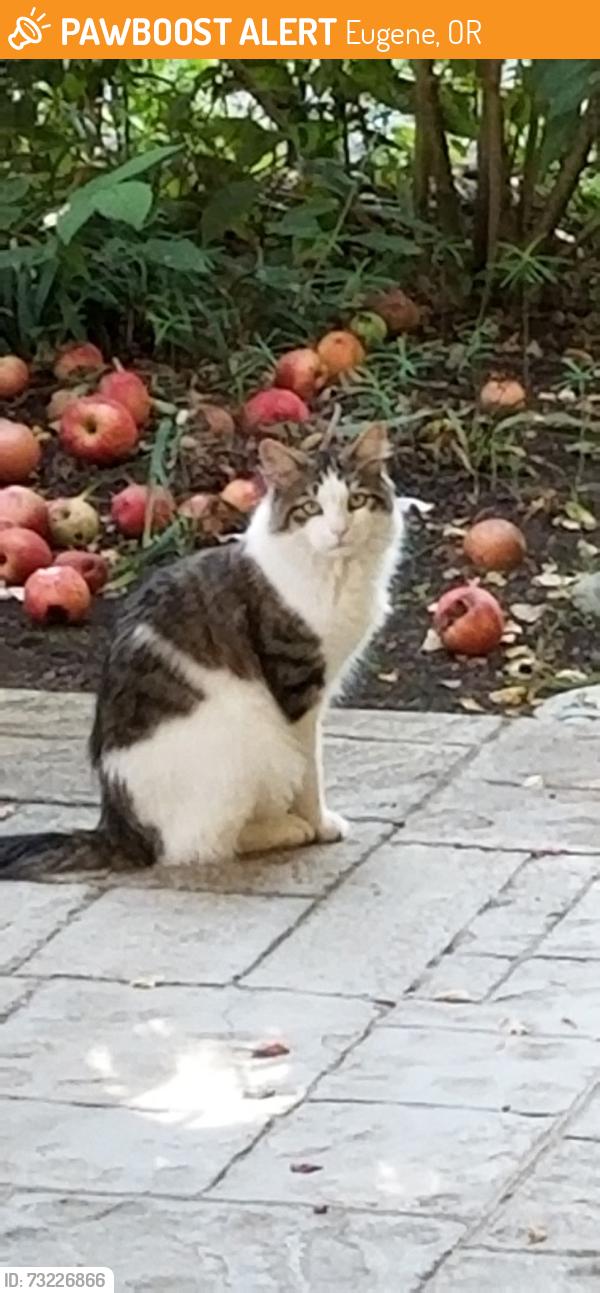 Found/Stray Unknown Cat last seen Greenwood St. and Scenic Dr., Eugene, OR 97404