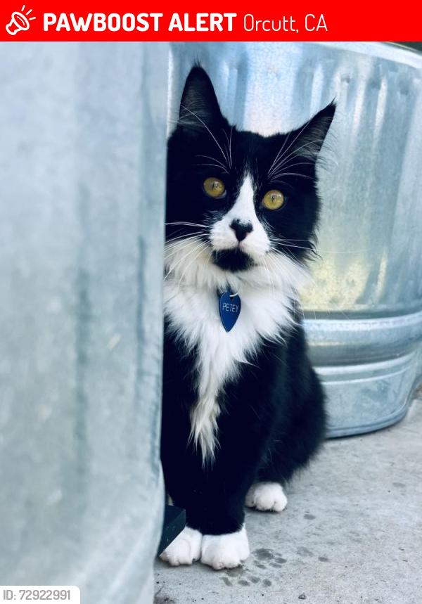 Lost Male Cat last seen Poppy Lane, Orcutt, CA 93455
