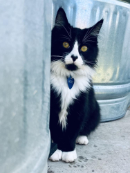 Lost Male Cat last seen Poppy Lane, Orcutt, CA 93455