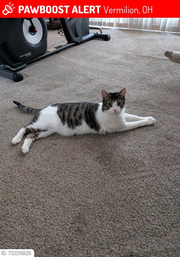 Lost Male Cat last seen Mill Hollow, Vermilion, OH 44089