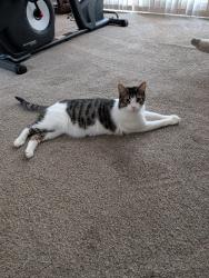 Lost Male Cat last seen Mill Hollow, Vermilion, OH 44089