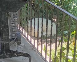 Reunited Female Dog last seen It's a suberb neighborhood, Green Tree, PA 15220