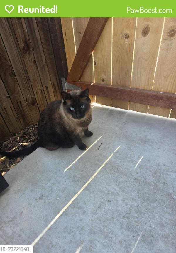 Reunited Male Cat last seen Portello way, Lincoln, CA 95648