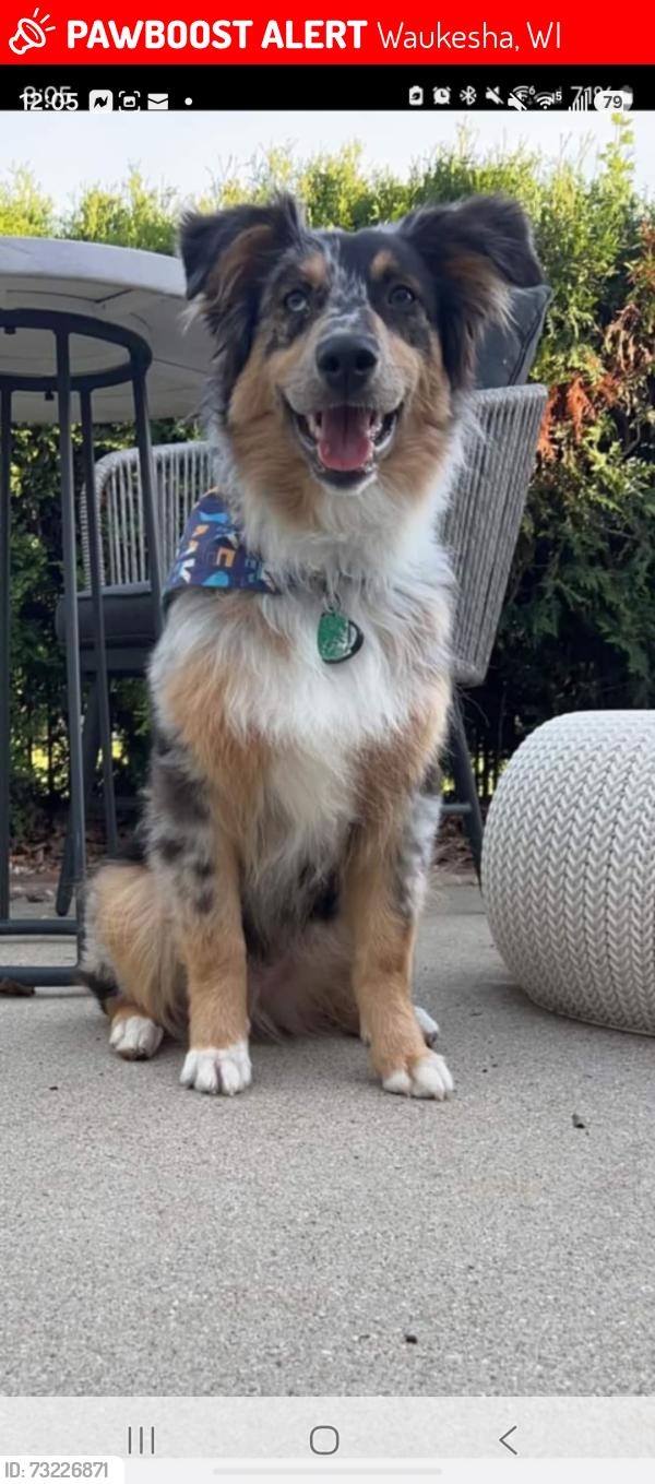 Lost Male Dog last seen Coyote crossing, Waukesha, WI 53189