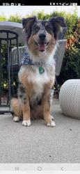 Lost Male Dog last seen Coyote crossing, Waukesha, WI 53189