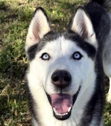 Reunited Male Dog last seen Near Souder St, Perris, CA 92570, USA, Perris, CA 92570
