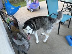 Found/Stray Male Dog last seen East boulevard, Deer Park, TX 77536