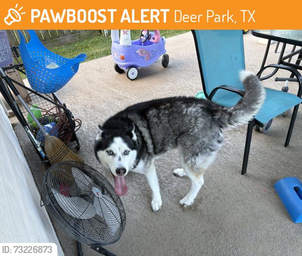 Found/Stray Male Dog last seen East boulevard, Deer Park, TX 77536