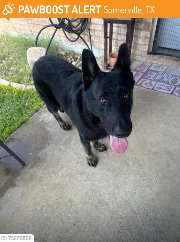 Found/Stray Male Dog last seen Somerville , Kroger, Walmart, aldi, Somerville, TX 77879
