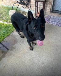 Found/Stray Male Dog last seen Somerville , Kroger, Walmart, aldi, Somerville, TX 77879
