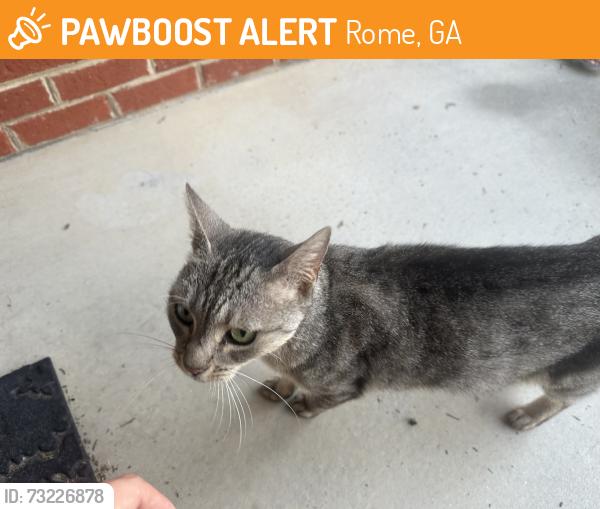 Found/Stray Female Cat last seen Walton Creek subdivision, Rome, GA 30165