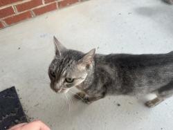 Found/Stray Female Cat last seen Walton Creek subdivision, Rome, GA 30165