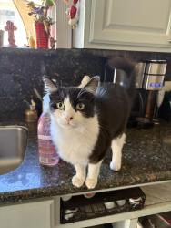 Lost Female Cat last seen Jefferson, Redwood City, CA 94062