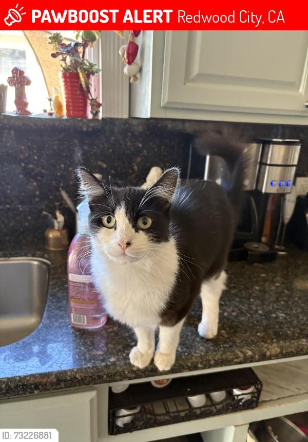 Lost Female Cat last seen Jefferson, Redwood City, CA 94062