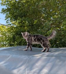 Reunited Female Cat last seen Near 119 St NW, Edmonton, AB T5E 5M6, Канада, Edmonton, AB T5E 5M6