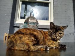 Lost Female Cat last seen Near block Monroe NW, Washington, DC 20010