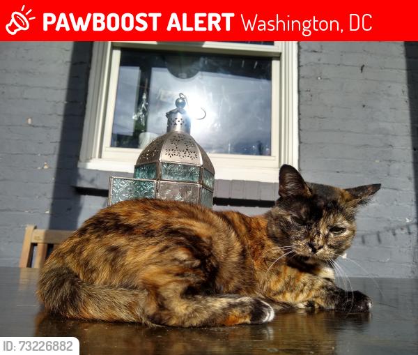 Lost Female Cat last seen Near block Monroe NW, Washington, DC 20010