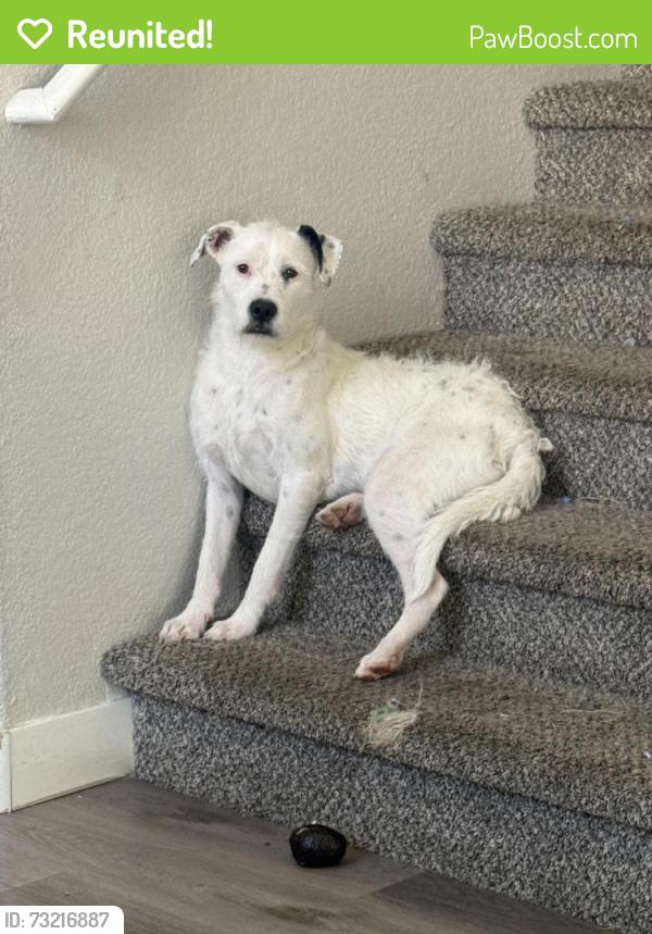 Reunited Female Dog last seen Wigwam pkwy and pebble rd, Henderson, NV 89074