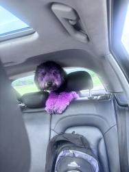 Lost Female Dog last seen Winchester rd, Memphis, TN 38115