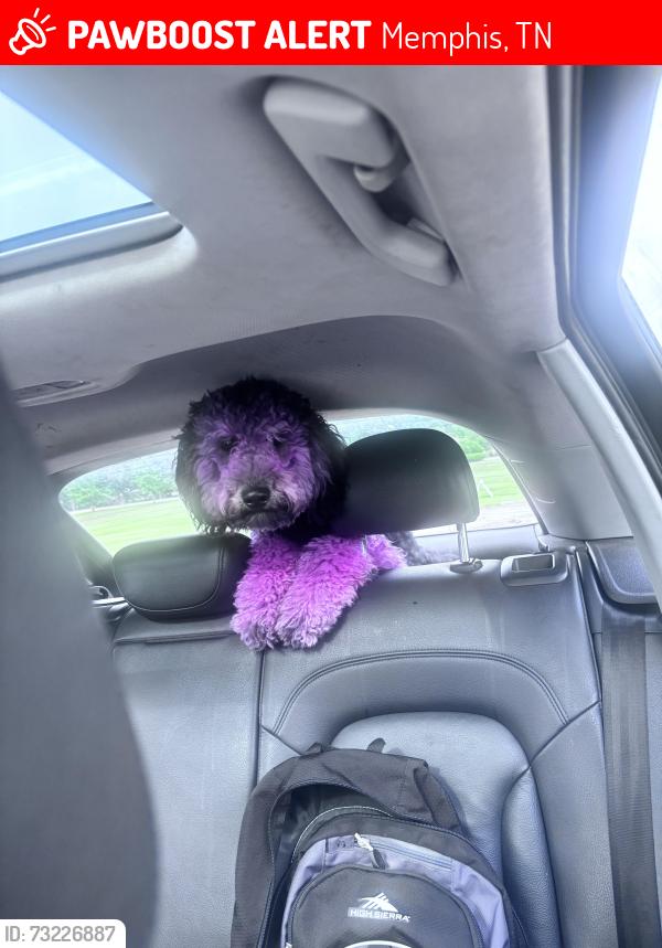 Lost Female Dog last seen Winchester rd, Memphis, TN 38115