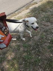 Reunited Male Dog last seen Sir Galahad, Canyon Lake, TX 78133
