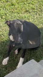 Found/Stray Female Dog last seen Clay st, Nashville, TN 37208
