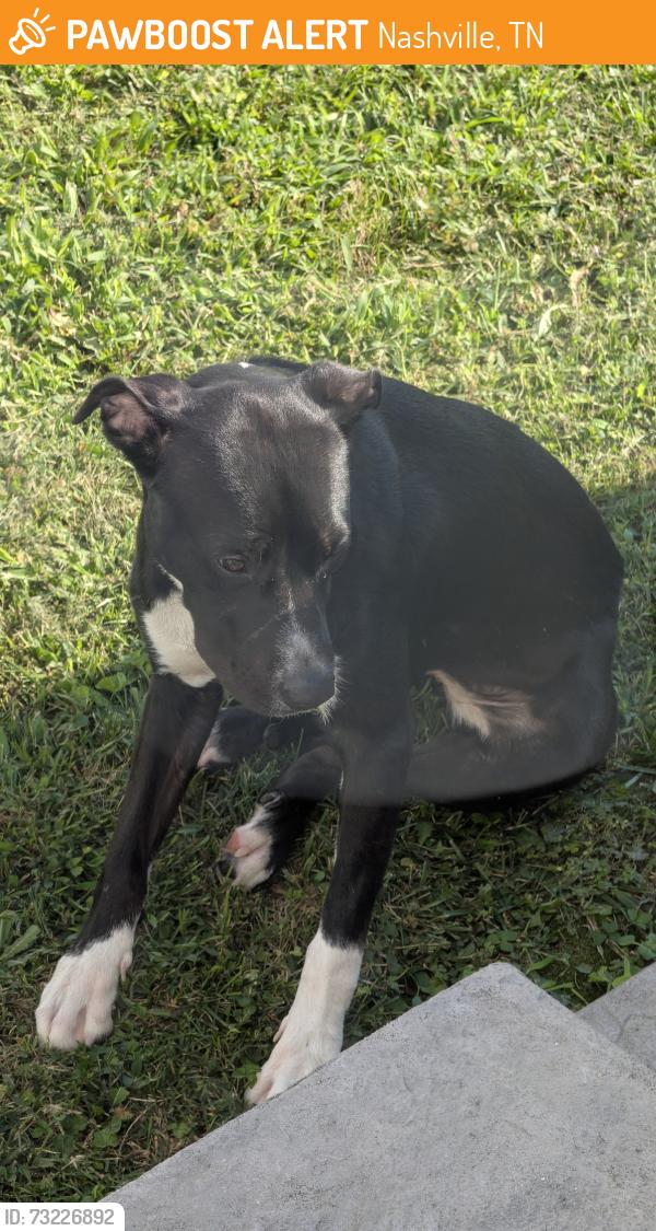 Found/Stray Female Dog last seen Clay st, Nashville, TN 37208