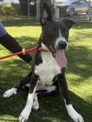 Shelter Stray Male Dog last seen , West Valley Animal Shelter, 20655 Plummer St, Chatsworth, CA 91311, USA