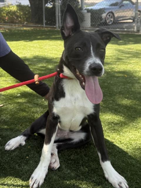 Shelter Stray Male Dog last seen , West Valley Animal Shelter, 20655 Plummer St, Chatsworth, CA 91311, USA