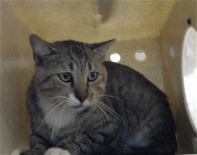Shelter Stray Male Cat last seen Near BLOCK CUMBERLAND GAP DR, FAYETTEVILLE NC 28304, 4704 Corporation Dr, Fayetteville, NC 28306, USA