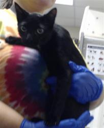 Shelter Stray Female Cat last seen Near BLOCK BLADEN CIR, FAYETTEVILLE NC 28312, 4704 Corporation Dr, Fayetteville, NC 28306, USA