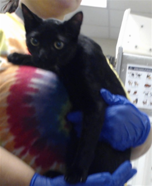 Shelter Stray Female Cat last seen Near BLOCK BLADEN CIR, FAYETTEVILLE NC 28312, 4704 Corporation Dr, Fayetteville, NC 28306, USA