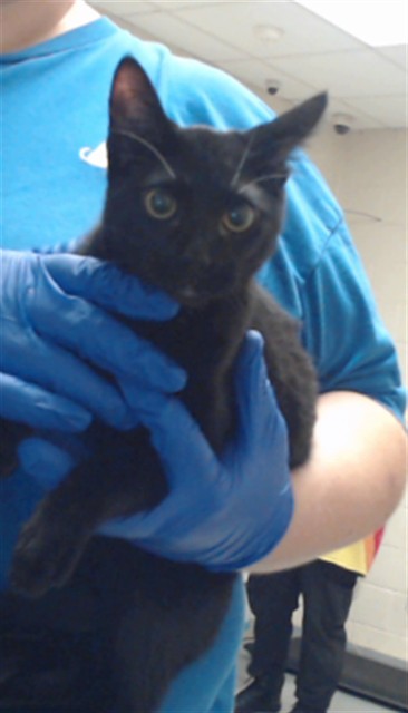 Shelter Stray Female Cat last seen Near BLOCK BLADEN CIR, FAYETTEVILLE NC 28312, 4704 Corporation Dr, Fayetteville, NC 28306, USA